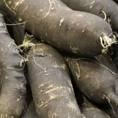Gros plan sur des radis noirs, parfaits pour une recette d'hiver. Leurs peaux sombres et terreuses promettent une saveur piquante.