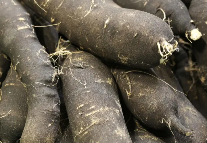 Gros plan sur des radis noirs, parfaits pour une recette d'hiver. Leurs peaux sombres et terreuses promettent une saveur piquante.