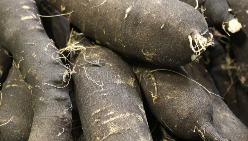 Gros plan sur des radis noirs, parfaits pour une recette d'hiver. Leurs peaux sombres et terreuses promettent une saveur piquante.