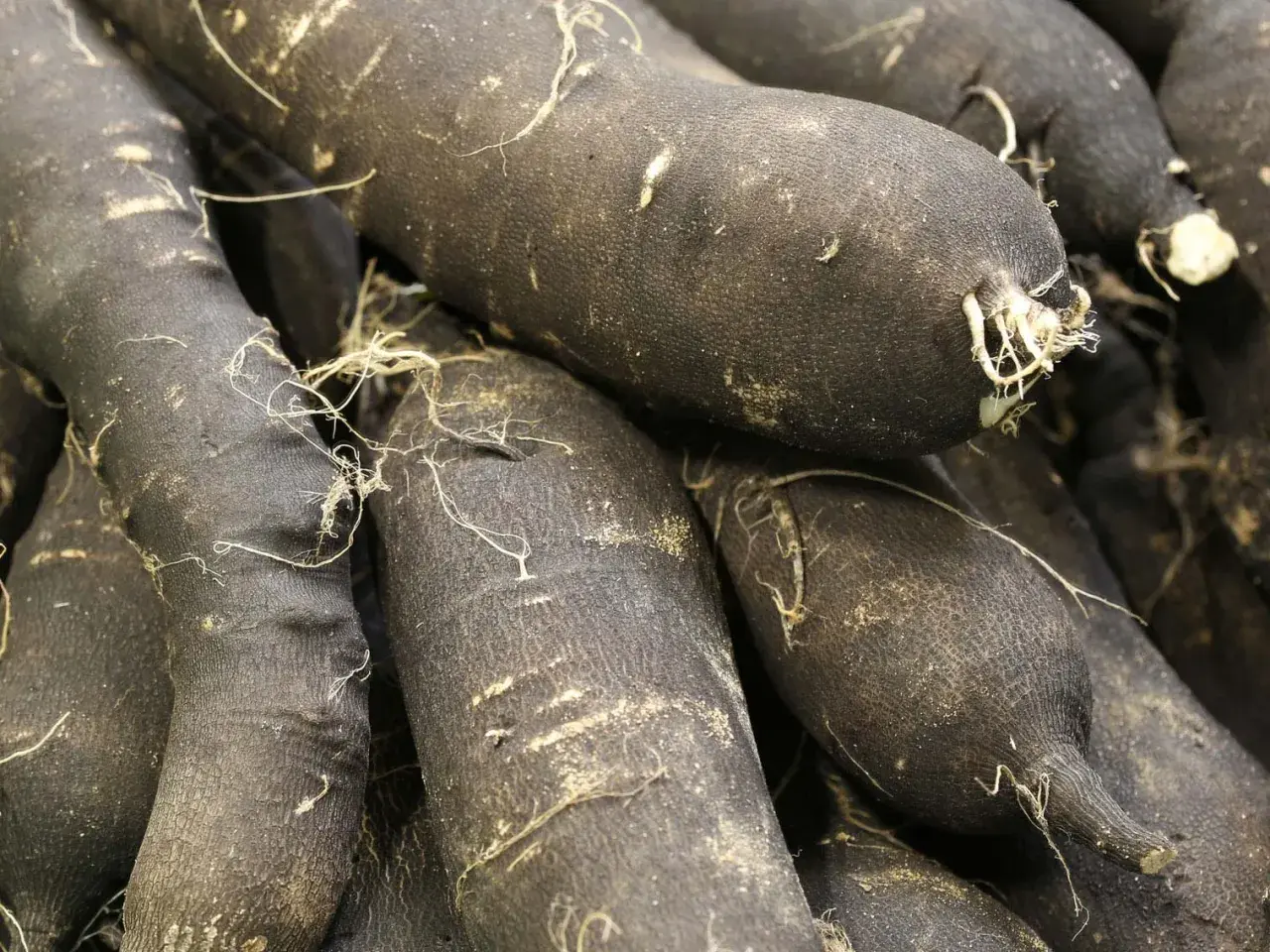 Gros plan sur des radis noirs, parfaits pour une recette d'hiver. Leurs peaux sombres et terreuses promettent une saveur piquante.